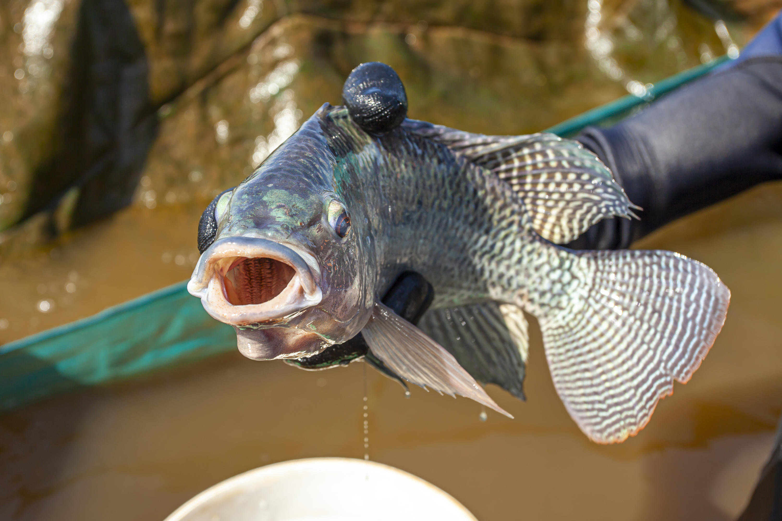 Descubra o poder nutricional do peixe!