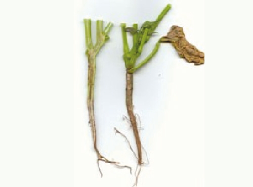 Murcha-de-fusário (Fusarium oxysporum f. sp. phaseoli)