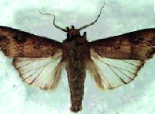 Lagarta-rosca