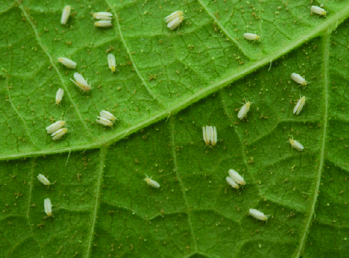 Mosca-branca (Bemisia tabaci)