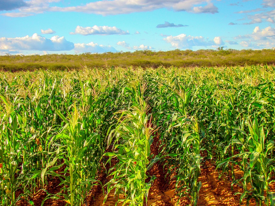 Área de plantio do BRS Gorutuba, milho indicado para alimentação animal no Semiárido brasileiro