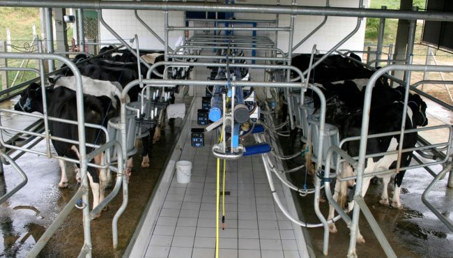 Influência dos sistemas de ordenha sobre a qualidade do leite