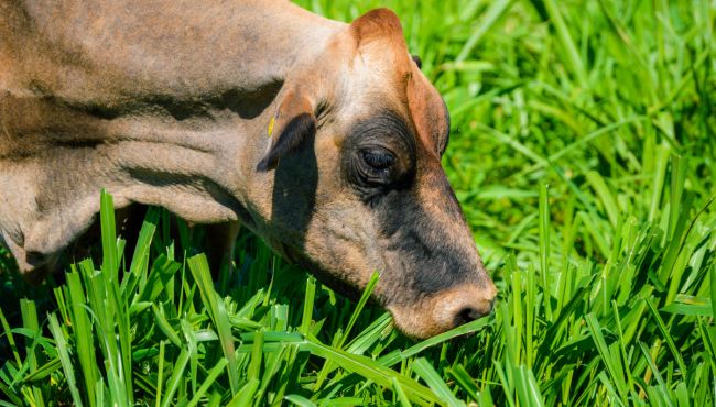 Vaca se alimentando no pasto em sistema de produção orgânica de leite.