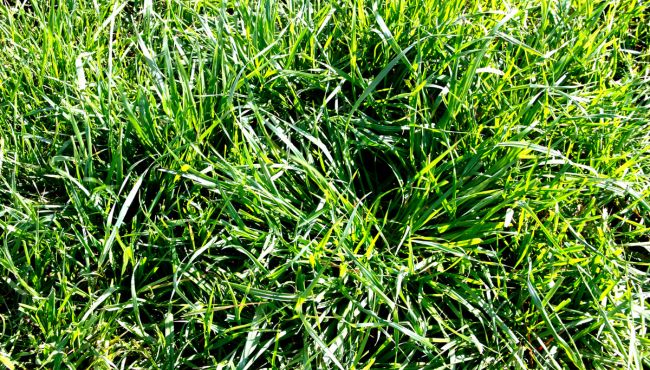 Foto da cultivar de azevém BRS Ponteio.