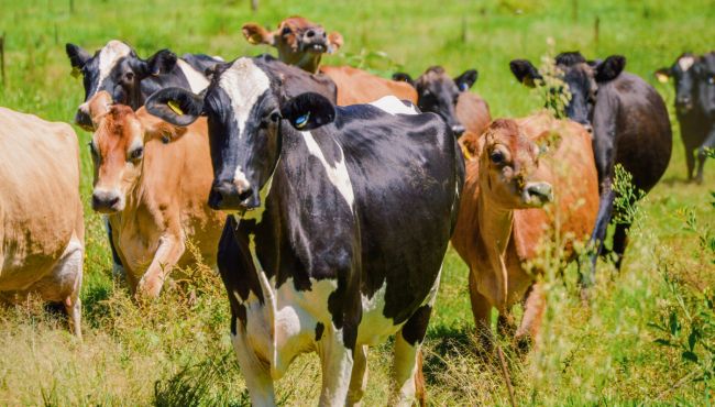 Imagem de um rebanho de vacas leiteiras em pastejo em sistema ILPF.