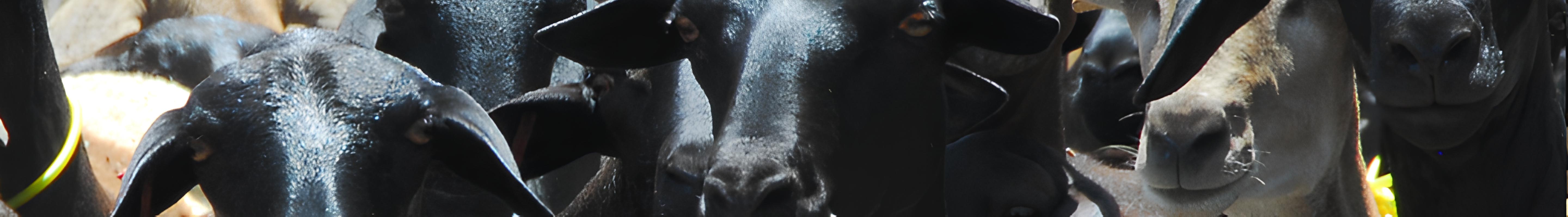 Banner da Pagina