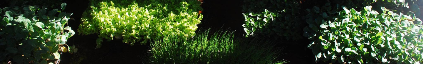Banner da Pagina