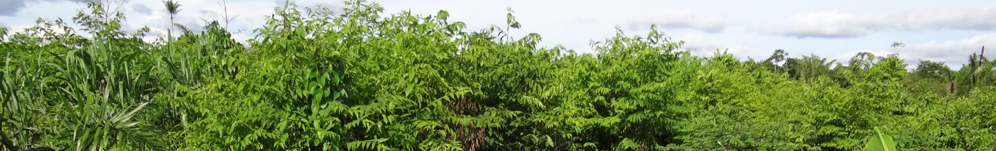 Banner da Pagina